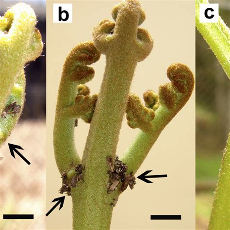 Structures Built By Solenopsis Geminata Near Nectaries Of The Fern
