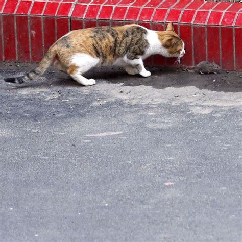 老鼠把猫吓跑图老鼠捉猫动态图片老鼠追猫图片大山谷图库