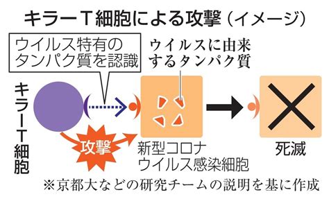 キラーt細胞でコロナ治療 Esから作製、特許出願47news（よんななニュース）