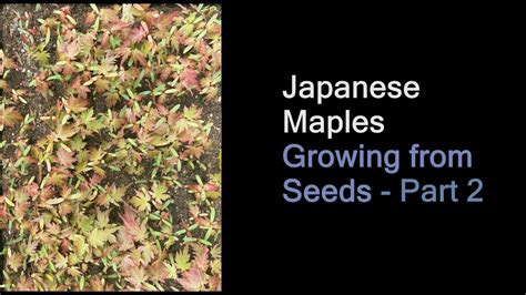 Japanese Maples Growing Seeds Part 2 Youtube