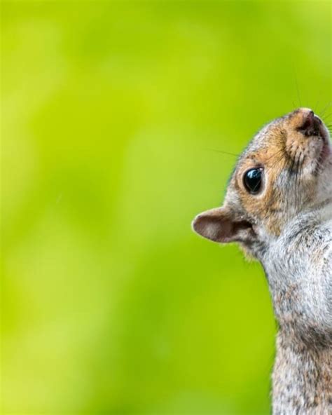 How Long Can Squirrels Go Without Food Pethelpful