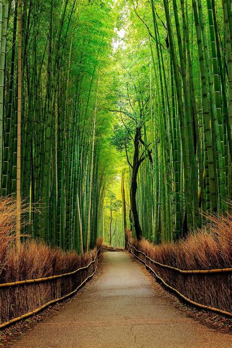 Details More Than 63 Bamboo Forest Wallpaper Latest In Cdgdbentre