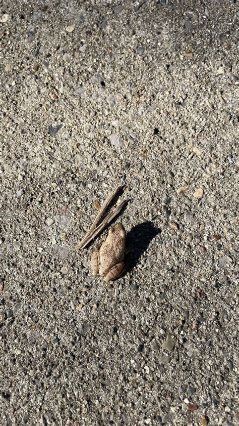 Spring Peeper From E Gull Lake Dr Hickory Corners MI US On November