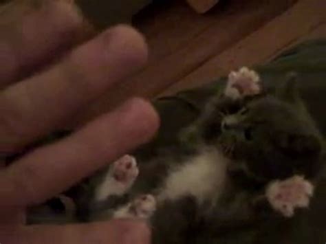 Un chaton les pattes en l air Vidéo Dailymotion