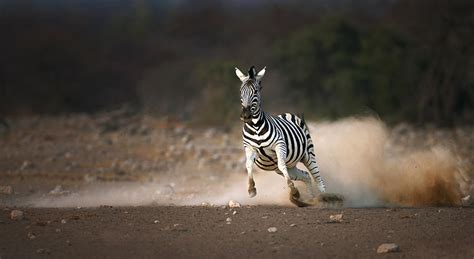 Running Zebra Photograph by Johan Swanepoel - Pixels