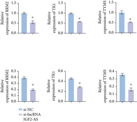 Knocking Down Lncrna Igf As Down Regulated Dntp Metabolization Related