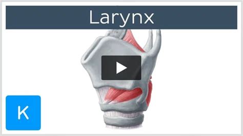 Aryepiglottic fold: Anatomy and attachments | Kenhub