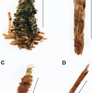 Caddisfly Larvae Trichoptera With Cases Containing Crassula Helmsii