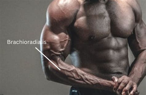 8 Best Brachioradialis Exercises For Incredible Forearm