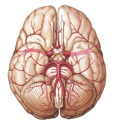 Blood Supply To The Brain Labeling Diagram Quizlet