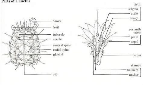 Pin By Billy Saragih On Plantasia Cactus Diagram Anatomy