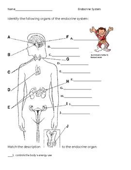 Endocrine System Worksheet By THE LAB ASSISTANTS TpT