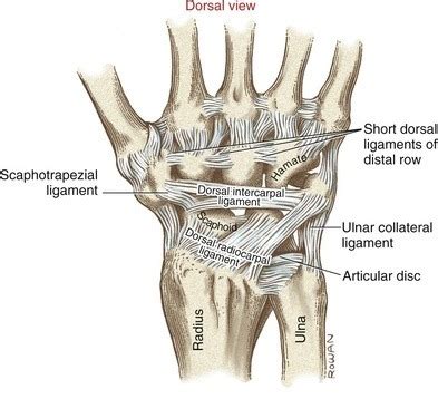 Wrist And Hand Pathologies Flashcards Quizlet