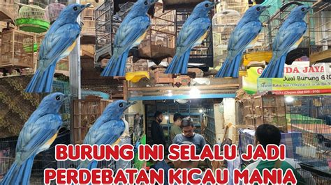 Burung Ini Selalu Jadi Perdebatan Kicau Mania Youtube