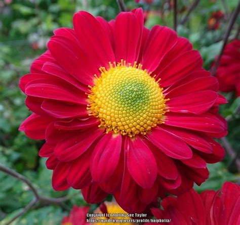 Spray Mum Chrysanthemum Paloma Redeye