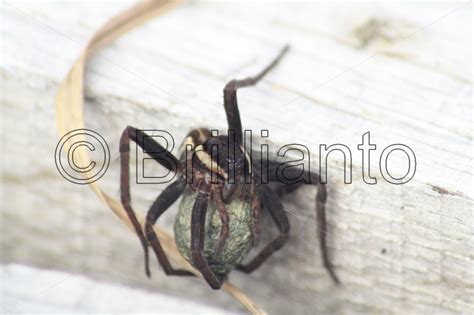 raft spider - Brillianto Images