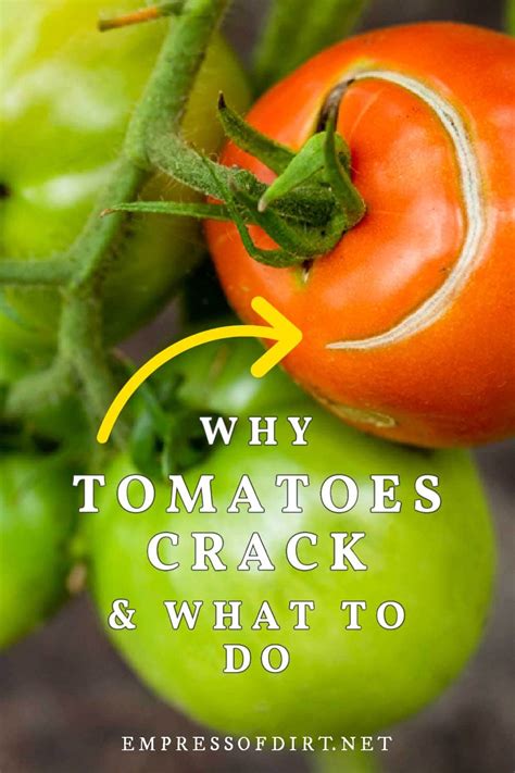 Why Tomatoes Split Or Crack—and What To Do