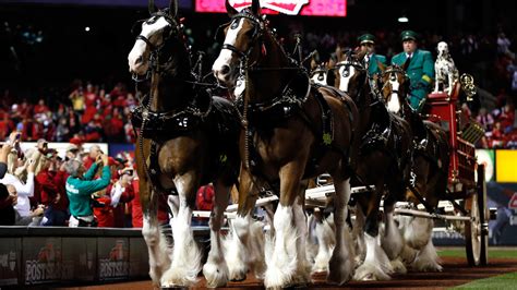 The History Of The Budweiser Clydesdales Explained