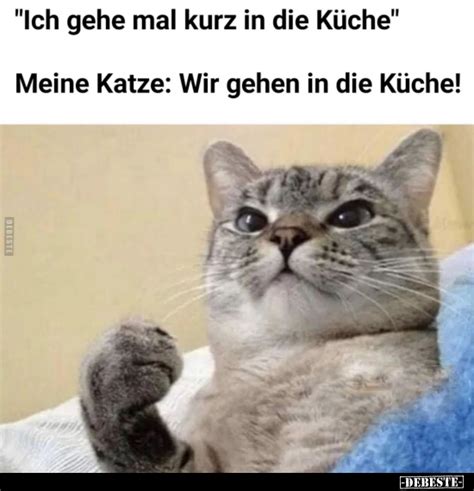 Ich gehe mal kurz in Küche Meine Katze Wir gehen in Küche