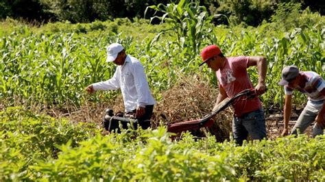 Reconocen a la milpa maya como Patrimonio Agrícola