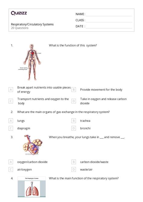 50 The Circulatory And Respiratory Systems Worksheets For 10th Grade