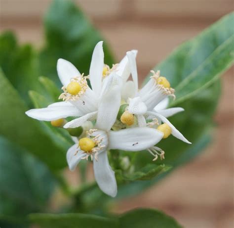 Lime And Flowers Stock Image Image Of Wooden Part Flower 963755