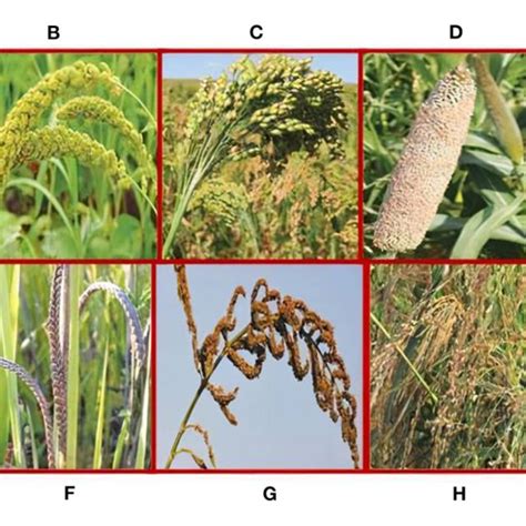 Major Millets A Finger Millet Eleusine Coracana B Foxtail