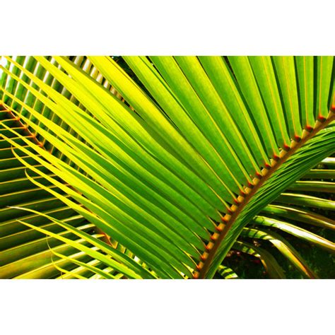 Sansibar Home Leinwandbild Palm Leaves In Sunlight Wayfair De