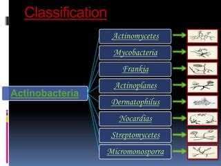 Actinobacteria | PPT