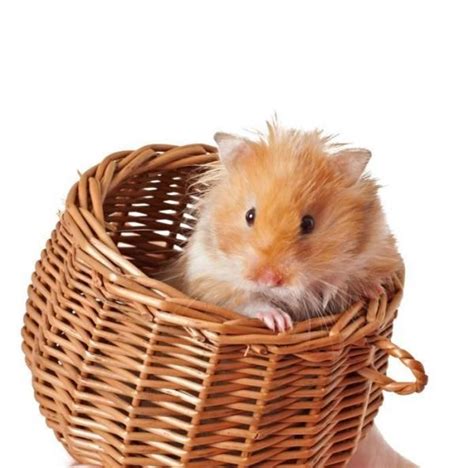 Preparing A Hamsters Cage Step By Step Guide 8 Steps Hamster