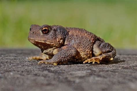 Wyoming Toad Photos Stock Photos, Pictures & Royalty-Free Images - iStock