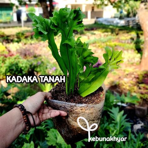 Jual Kadaka Tanah Tanaman Hias Kadaka Tanduk Shopee Indonesia