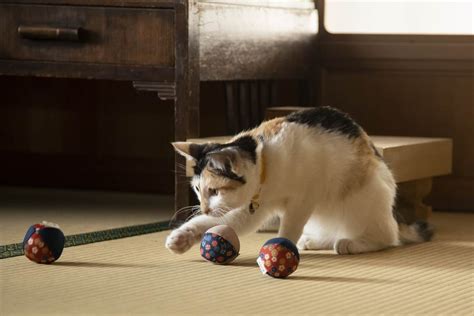 （写真）猫の日に猫まみれ！ 古川雄輝『ねこ物件』、究極の癒やしの猫画像22点公開 予告も到着 ドラマ ニュース ｜クランクイン！