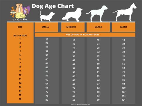 Do You Calculate Dog Years