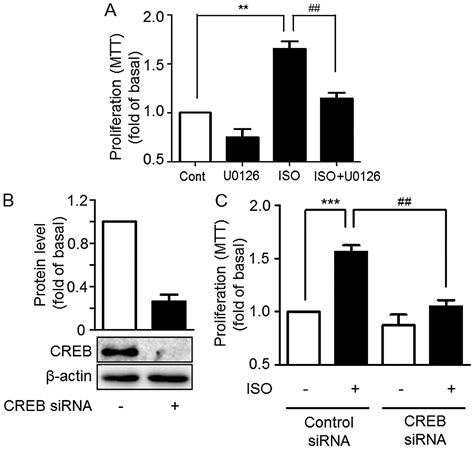 β2 adrenergic receptor activation promotes the proliferation of A549