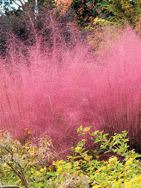 Bellfarm® Pink Muhly Grass Seeds And Bulbs