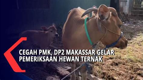 Cegah PMK DP2 Makassar Gelar Pemeriksaan Hewan Ternak