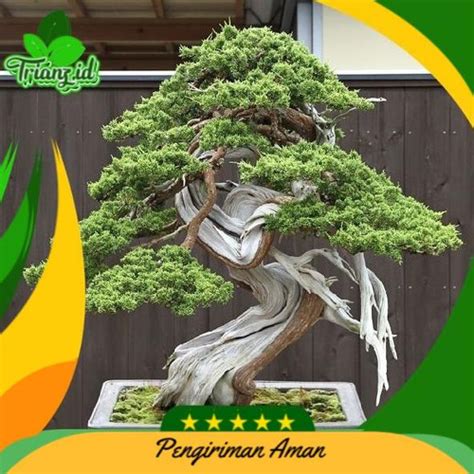 Jual New Tanaman Hias Bonsai Cemara Pua Pua Meter Kab Bogor