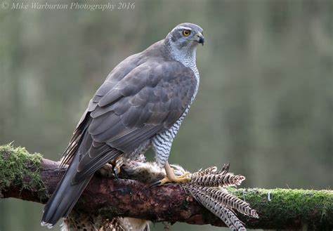 Eurasian Goshawk By Mike Warburton Birdguides