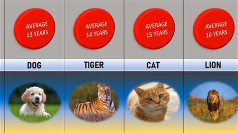 Lets Compare Lifespan Of Animals From Shortest To Longest Youtube