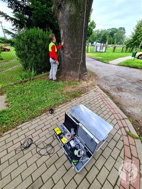 Arborysta zawód który się nie nudzi Arborystyka