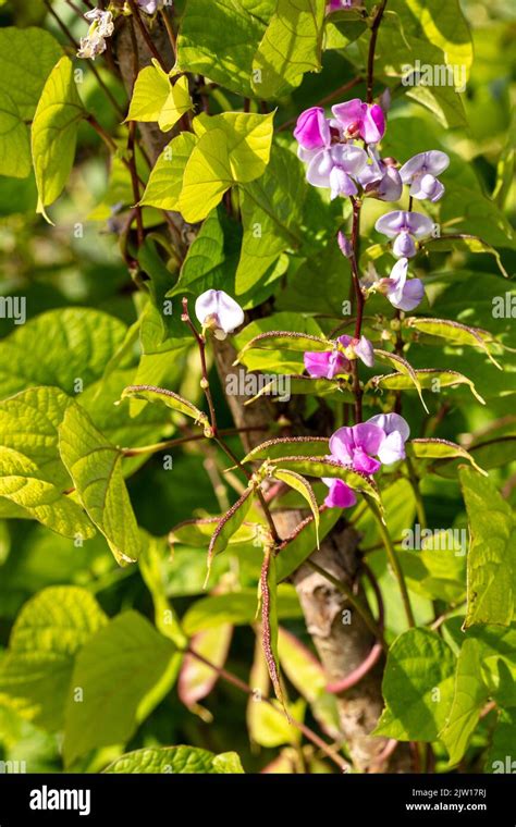 Close Up Bean Flowers And Beans Of Lablab Bean Lablab Purpureus Stock