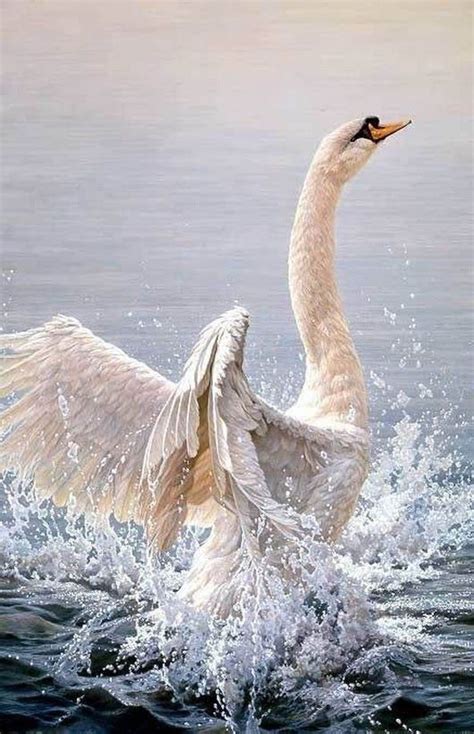 Лебедь | Mute swan, Swan, Pet birds