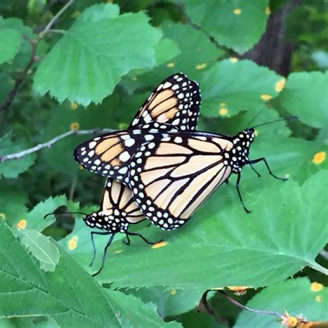 Monarch Butterfly Indiana Dunes National Park Us National Park