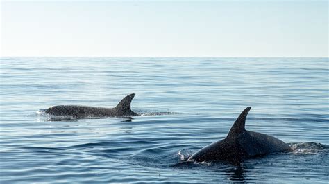 Orche Ecco Perch Attaccano Imbarcazioni Nello Stretto Di Gibilterra