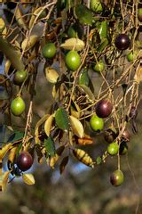 Plantas comunes en Medellín NaturaLista Colombia