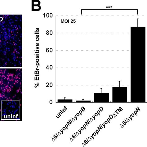 Analysis Of Y Pseudotuberculosis Induced Pore Formation On Macrophages Download Scientific