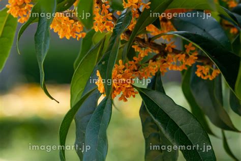 満開のキンモクセイの花の写真素材 194840668 イメージマート