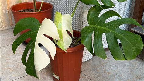 Tips Cara Menanam Monstera Variegata Aman Monsteravariegata