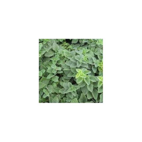 Oregano Origanum Vulgare 9cm Pot Plants From Leafy Tiger UK